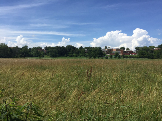 Campo vasto de capim alto, céu azul claro com nuvens brancas ao fundo, e prédios distantes parcialmente encobertos por árvores